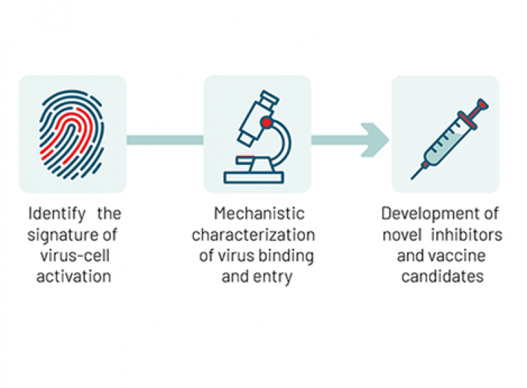 The COMBINE approach: Identify – Characterise – Inhibit The COMBINE approach: Identify – Characterise – Inhibit