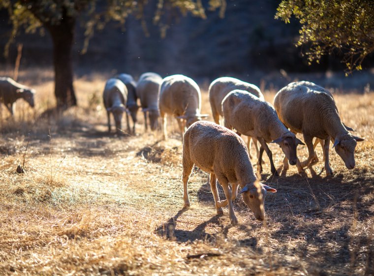 Transition Towards Healthy Soils