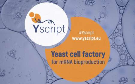 Engineering yeast for mRNA production: EURICE is partner of new European Innovation Council Pathfinder project Yscript