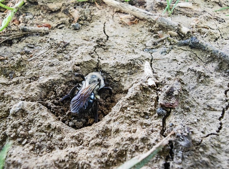 Understanding Soil-Pollinator Relationships