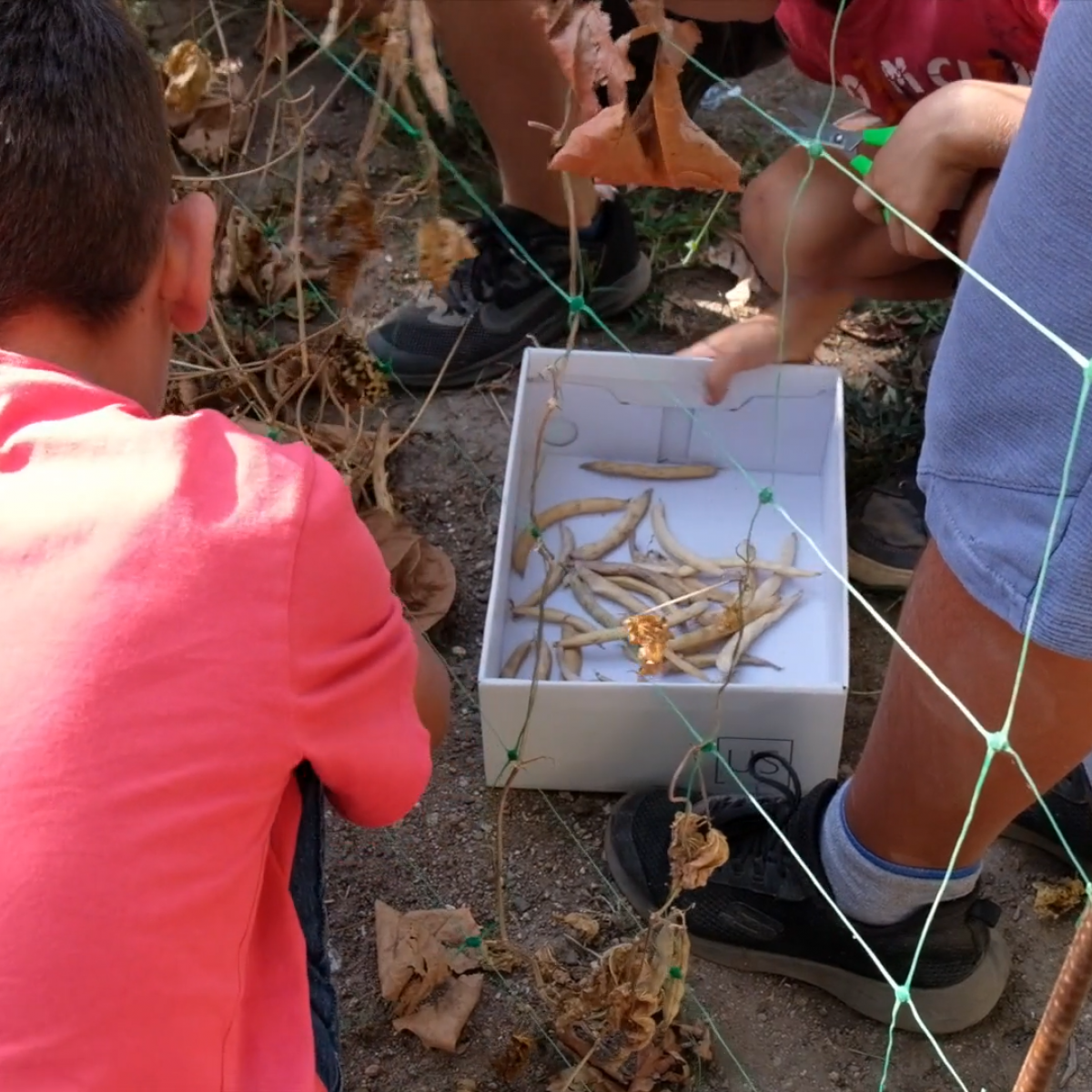 Growing Biodiversity Together: How Citizen Science Drives Europe’s Legume Future