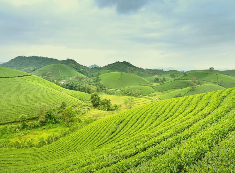 Soil Biodiversity as an Economic Asset