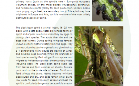 BRESOV releases second set of practice abstracts: Guidance on the successful breeding of broccoli, snap bean and tomato