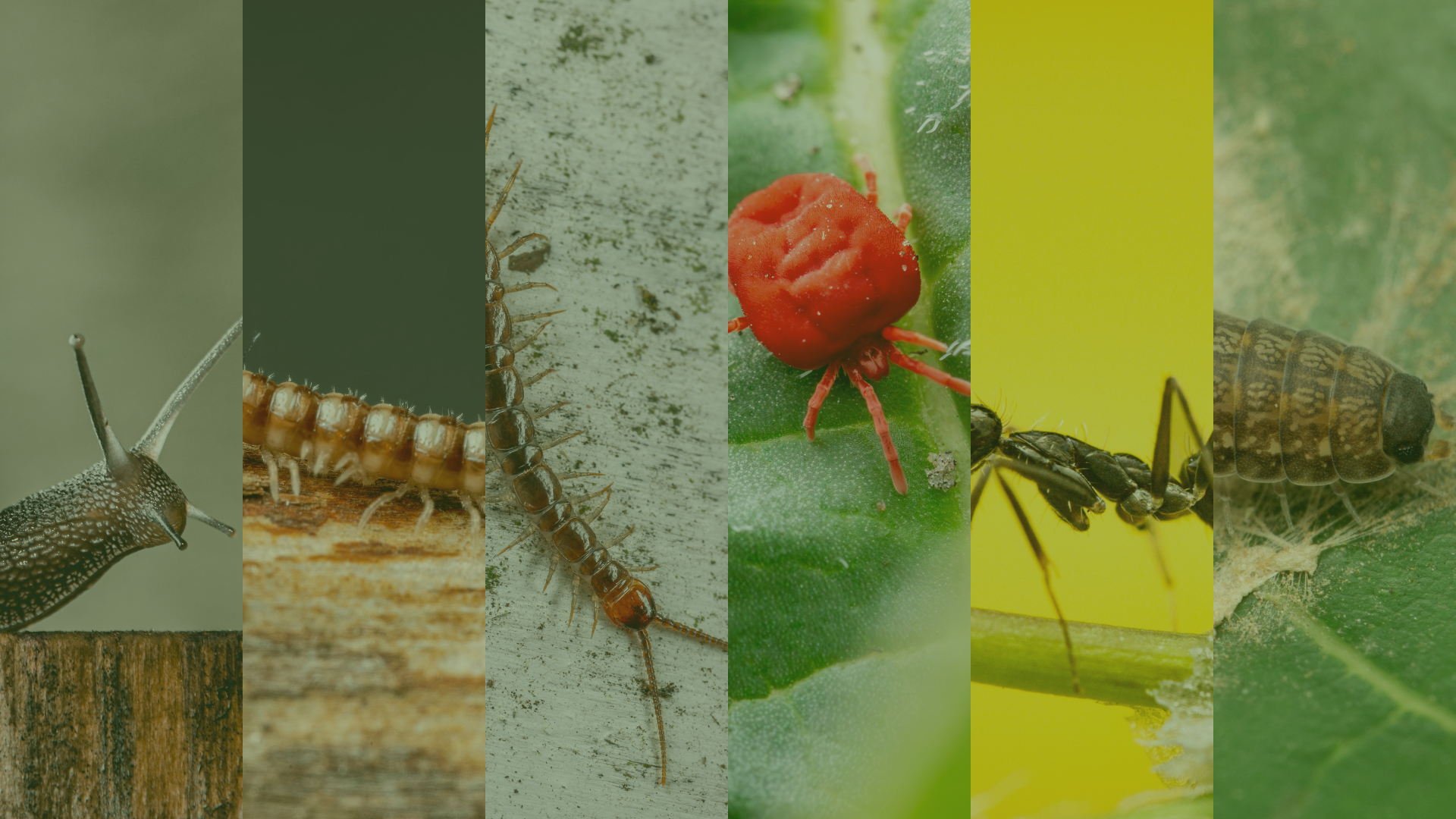 Which Soil Organism Are You? Take a Quiz to Find Out!