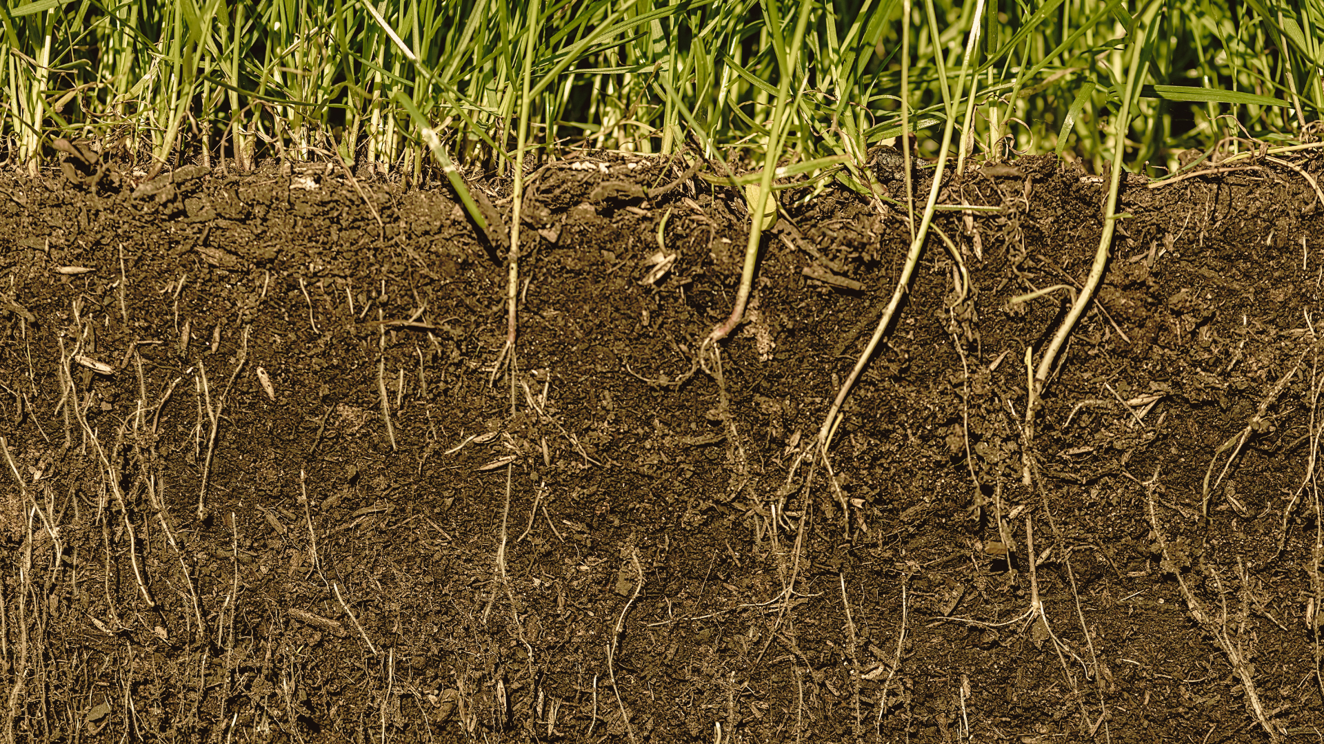 Soil: What We Don’t See Is Shaping Everything Above It